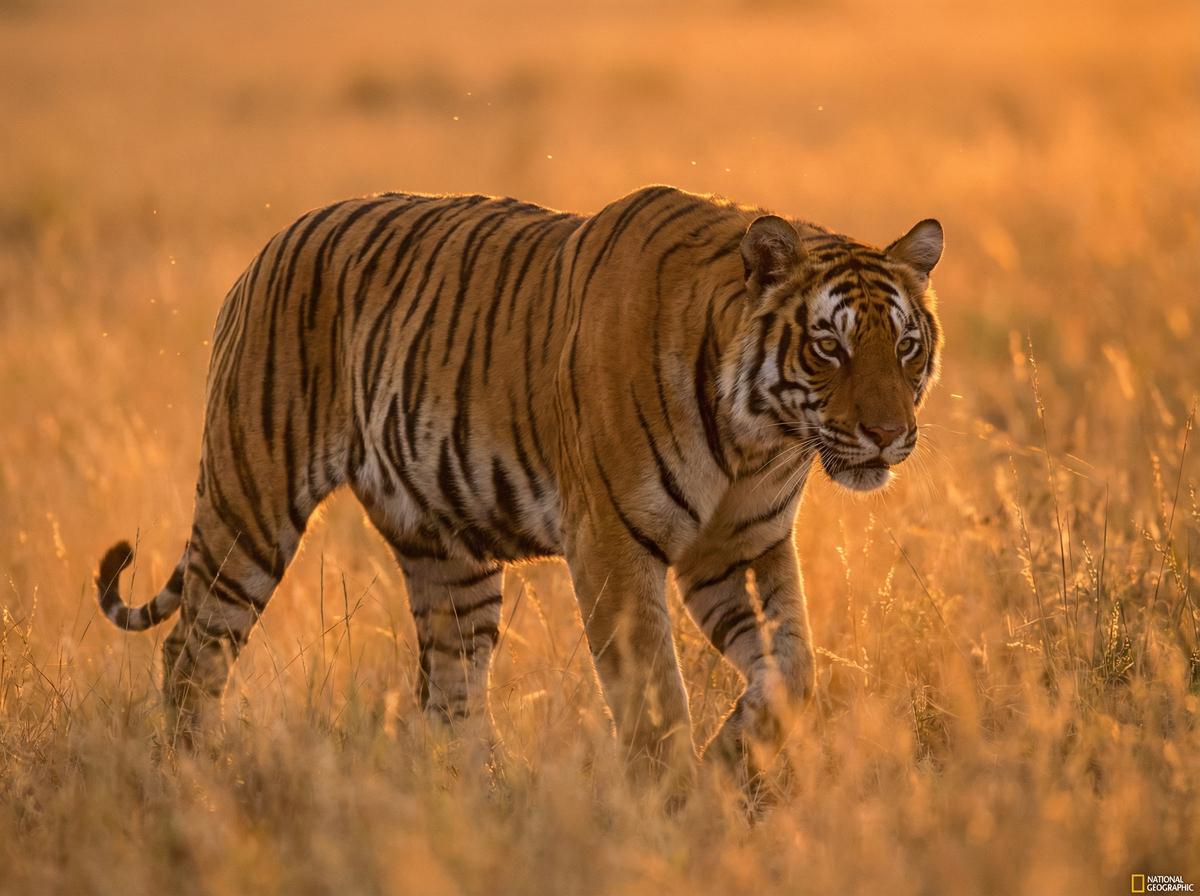 妻社妻社独家：老虎丛林巡视视频记录